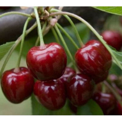 Cerises summit