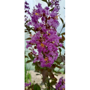 Lilas des indes violet