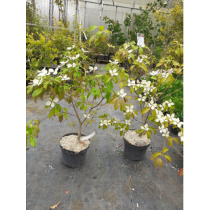 Cornus hongkogonensis