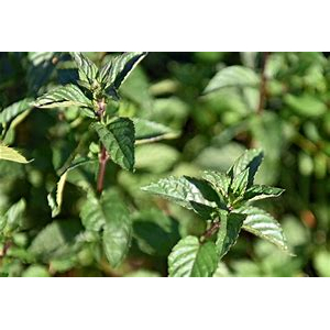 Tisane menthe poivrée