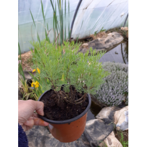 Ambroise cola ou artémisia cola