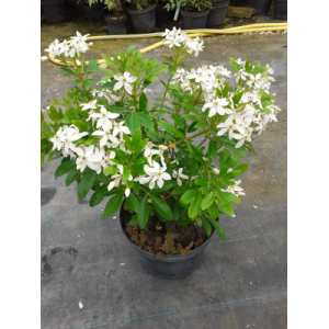 Choisya ternata sundance (oranger du mexique)