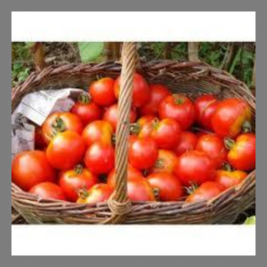 Tomate ronde