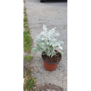 Cinéraire maritime pot 13