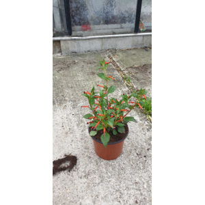 Cuphéa cigarette pot 13