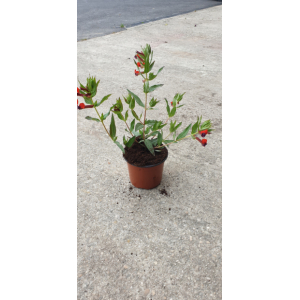 Cuphéa torpedo pot 13