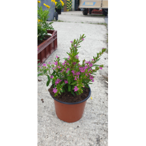 Cuphéa myrto  pot 13