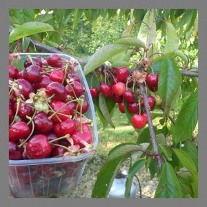 Bigarreaux bio 1 kg