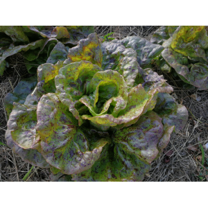 Laitue pommée sanguine améliorée