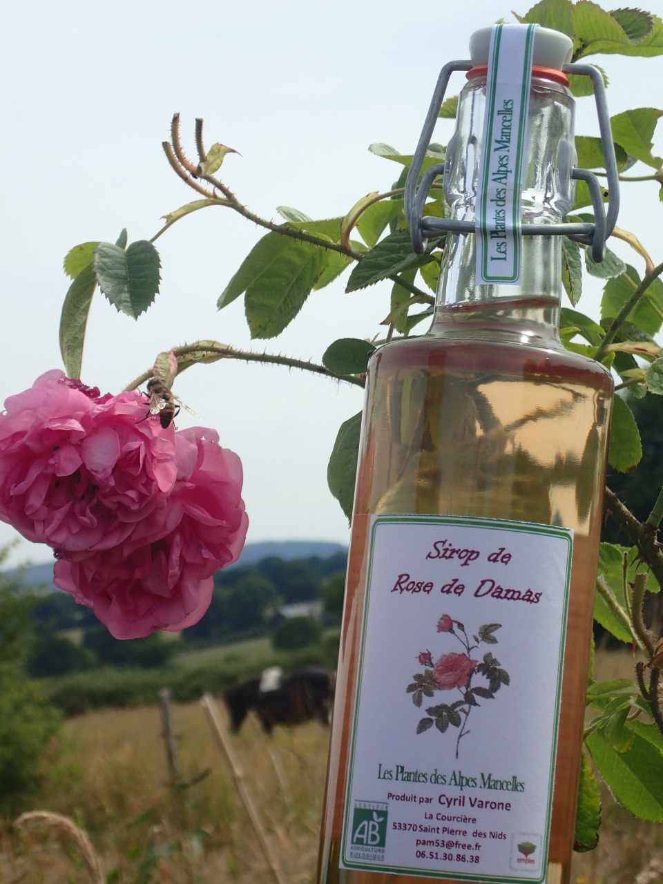Sirop de rose de damas - 2 formats - Les Plantes Des Alpes Mancelles 