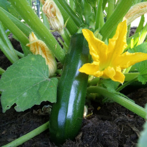 Courgette verte