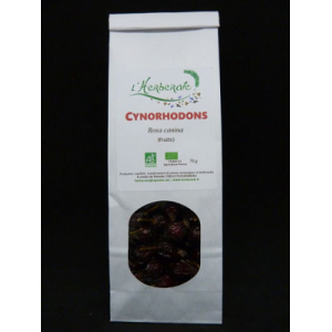 Cynorhodon (eglantier)