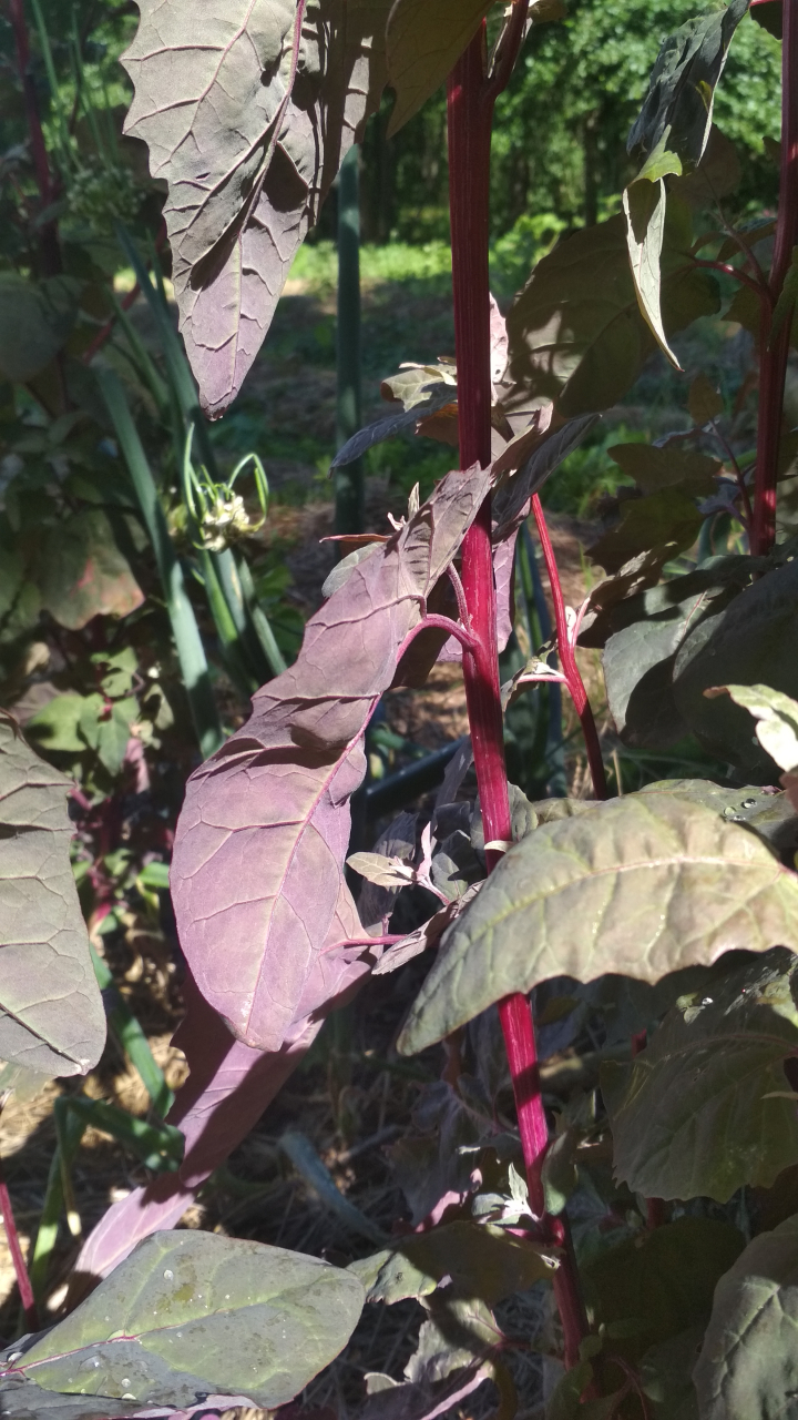 épinard rouge arroche - 500 g - Les Jardins De Lunion - Locavor.fr