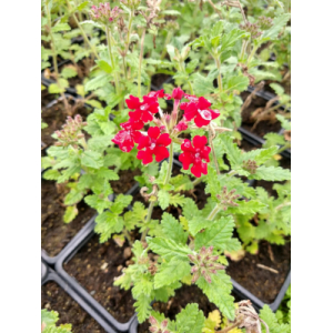 Verveine retombante rouge
