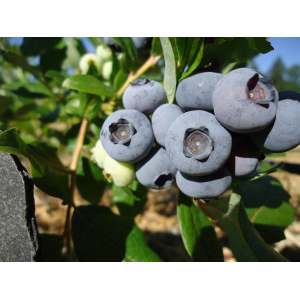 Myrtille biologique 250g