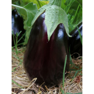 Aubergine black beauty