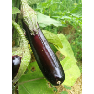 Aubergine de barbantane