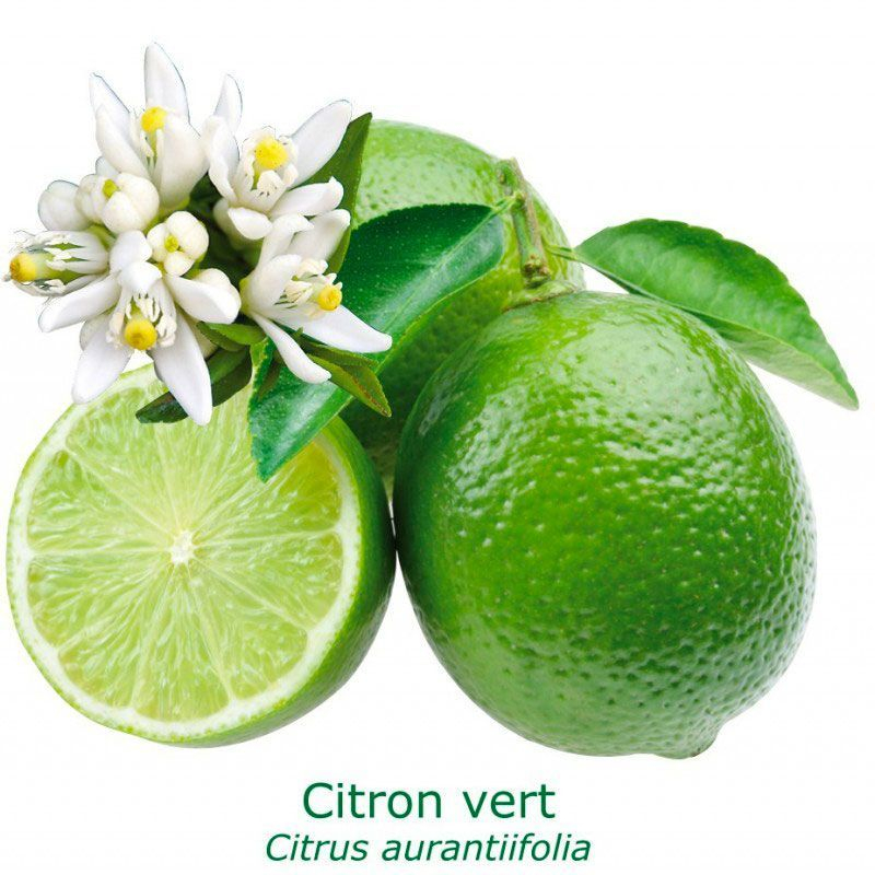 Citronnier Lime de Tahiti