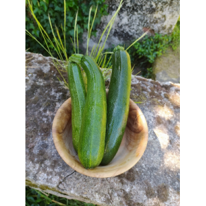 Courgettes vertes longues