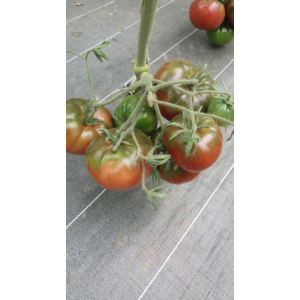 Tomates spéciales bio