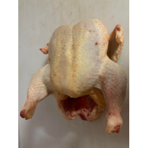 Poule fermière de chaire