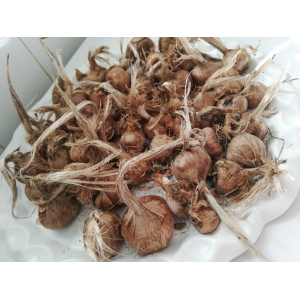 Bulbes de crocus sativus (safran)