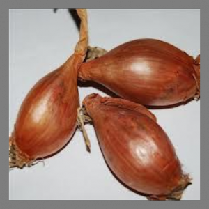 échalote demi-sèche