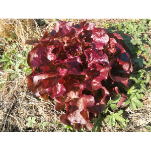Laitue feuille de chêne brune