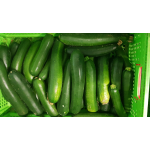 Courgette bio