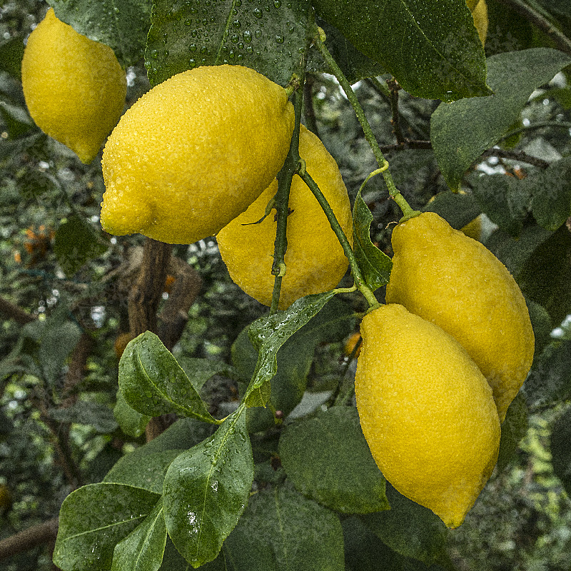 Citronnier 4 Saisons Jaune