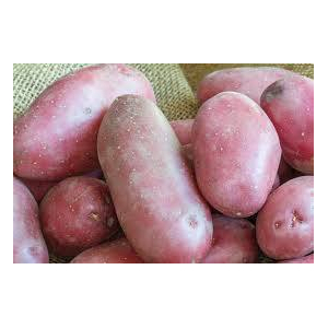 Pomme de terre, peau rouge
