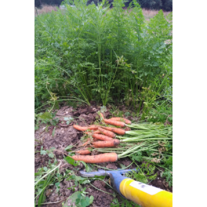 Carottes nantaises nouvelles