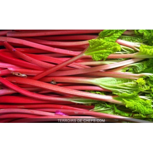 Rhubarbe