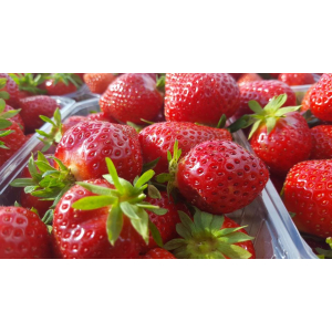 Fraises 500g