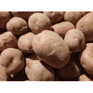 Pomme de terre var. dalida