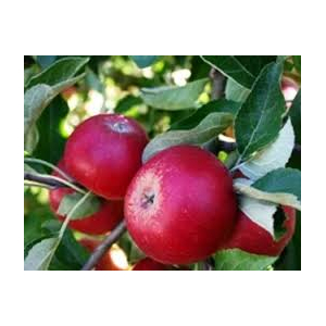 Pommes akane (petit calibre)