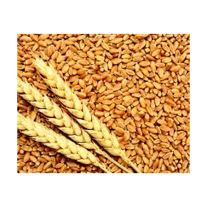 Criblure de blé bio.