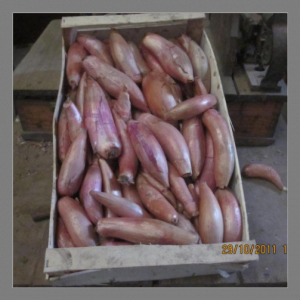 Oignon long du poitou