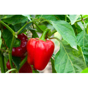 Poivron rouge