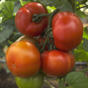 Tomata ronde