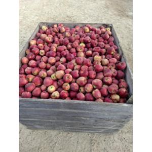 Pomme bio 1kg