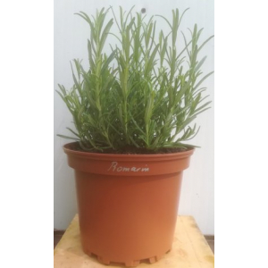 Romarin en pot de 17 cm