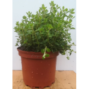 Origan en pot de 17 cm