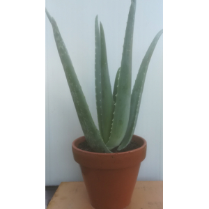 Aloé verra (30cm) en pot terre cuite 17cm