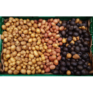 Mélange de pomme de terre ( grenaille ) bl,ro