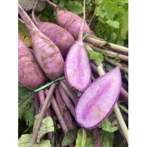 Radis violet