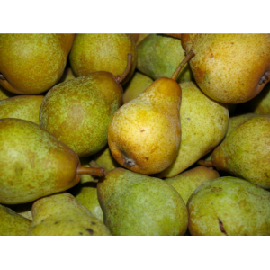 Poire conférence bio