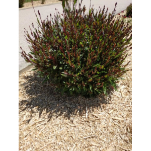 Paillage de miscanthus 80 l