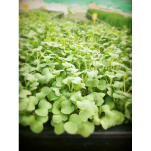 Trio de radis/micropousse aromatique