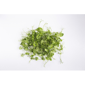 Pois vert/ micro pousse aromatique